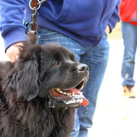 Grote Beren wandeling Erkemederstrand 16-03-2014