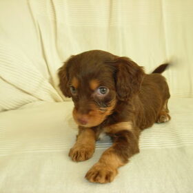 Hier is Djana nog pup Ongeveer 4 maanden oud