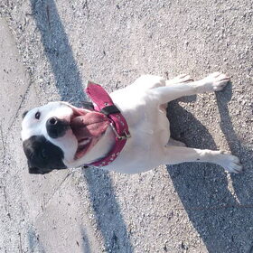 Hondenfoto van Roxiejh*Angel*Liv