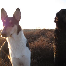 Hondenfoto van Liza, (Chiva) Lexi & Elza 