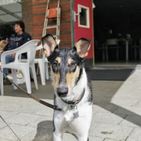 Hondenfoto van Liza, (Chiva) Lexi & Elza 
