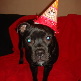 Het feestvarken 1 jaar