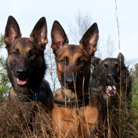 Hondenfoto van De Mecheltjes clan