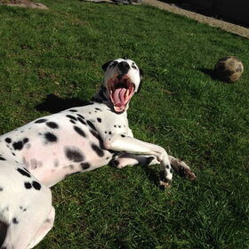 Geeuwend in het gras :)