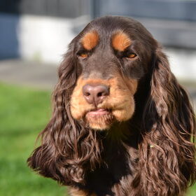 Hondenfoto van  Valérie, Milo en Noa