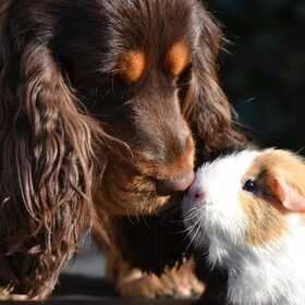 Hondenfoto van  Valérie, Milo en Noa