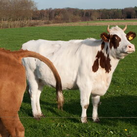 heee wat doe je nou
