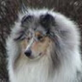 dit is SYLVESTER,schotse herdershond van 7 jaar. In 2002…