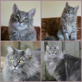 Wollie de Wolf 17 Weken & 22 Maanden