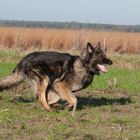 Hondenfoto van De Mecheltjes clan