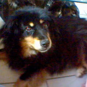 Dit was ROSA,`n hond die ik met heb genomen toen ze 13.5 jaar…