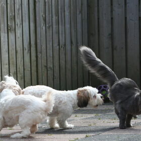 Hondenfoto van Nantastic!© Casa di Coontastic 