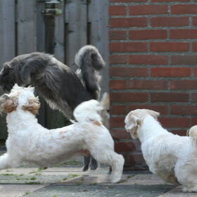 Hondenfoto van Nantastic!© Casa di Coontastic 