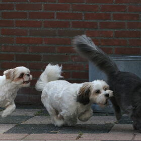 Hondenfoto van Nantastic!© Casa di Coontastic 