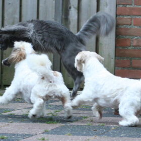 Hondenfoto van Nantastic!© Casa di Coontastic 