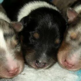 Pups 1 week oud