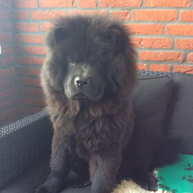 Hondenfoto van Amy & Boefke