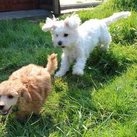 Samen racen door de tuin