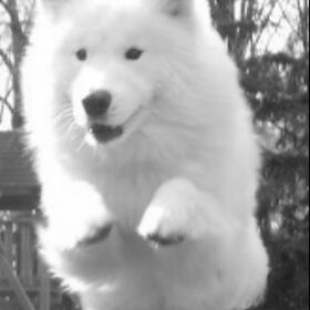 Hondenfoto van Team Black & White