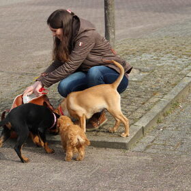 Hondenfoto van Inge, baasje van Gina, Flynn en Wobbe