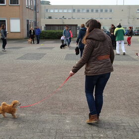 Hondenfoto van Inge, baasje van Gina, Flynn en Wobbe