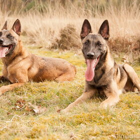Hondenfoto van De Mecheltjes clan