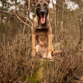 Hondenfoto van De Mecheltjes clan