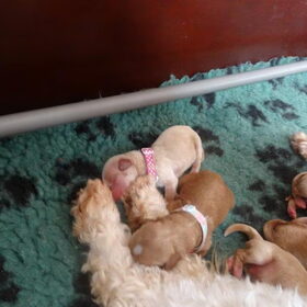 puppy's en mama Bella