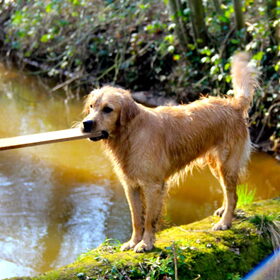 Hondenfoto van Melany en Teddy