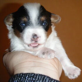 Moppie
