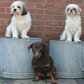 Hondenfoto van Nantastic!© Casa di Coontastic 