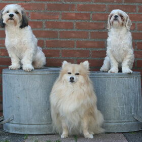 Hondenfoto van Nantastic!© Casa di Coontastic 