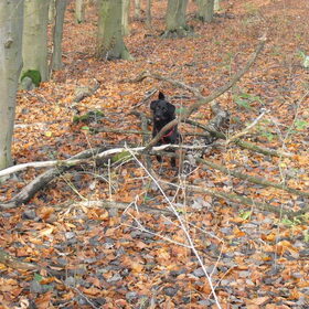 In het bos