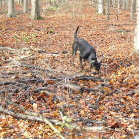 In het bos; Joy pakt de tak...