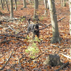 In het bos; en Joy loopt vast!