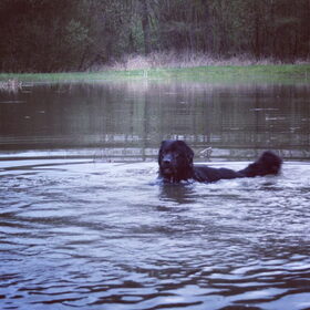 Hondenfoto van Anouk & Balou<3
