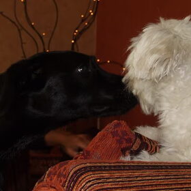 Hondenfoto van Annette - Layka & Teddy
