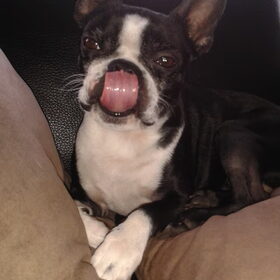 Hondenfoto van Linda en Lola