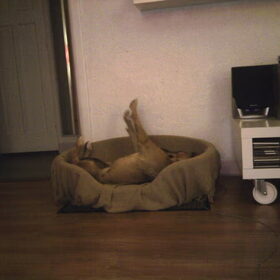 Solo Synchroon zwemmen in de mand.