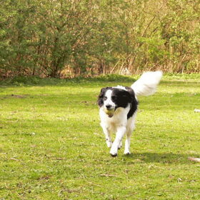 Hondenfoto van Angelique; Bruno, Charlie & Fenna  