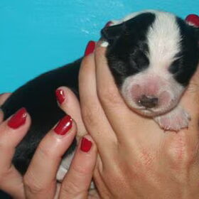 *Lizzy* puppy
