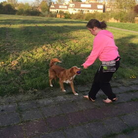 Hondenfoto van Sigrid, Sandy, Diva & Nala