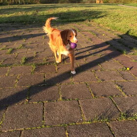Hondenfoto van Sigrid, Sandy, Diva & Nala