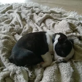 Onze aanwinst Rocky de boston, 10,5 week oud