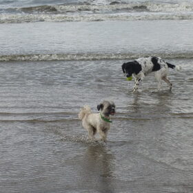 Hondenfoto van Michelle & Bentley