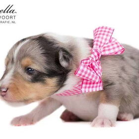 Blue merle teef 2,5 week oud