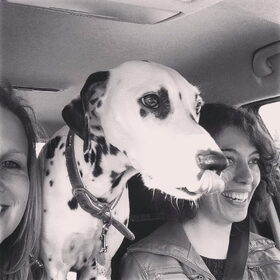 De hond-selfie