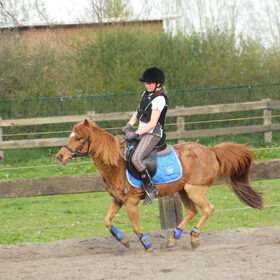 Hondenfoto van Tamara,Kallista & Marcel, Hercule †, Yordi †