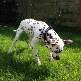 adoptie-hondje