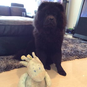 Hondenfoto van Amy & Boefke